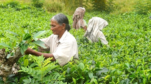 A Sri Lanka tea plantation high in the hills
